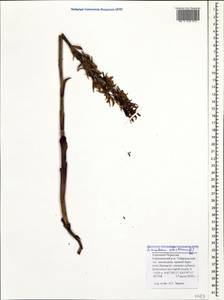 Limodorum abortivum (L.) Sw., Caucasus, Stavropol Krai, Karachay-Cherkessia & Kabardino-Balkaria (K1b) (Russia)