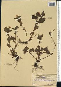 Viola acuminata Ledeb., Siberia, Russian Far East (S6) (Russia)