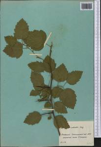Crataegus submollis Sarg., Botanic gardens and arboreta (GARD) (Russia)