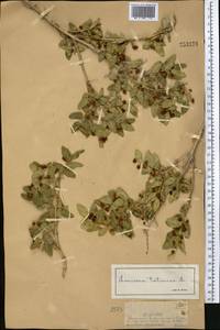 Lonicera tatarica L., Middle Asia, Muyunkumy, Balkhash & Betpak-Dala (M9) (Kazakhstan)