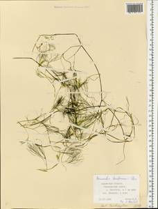 Ranunculus kauffmanii P. Clerc, Eastern Europe, Central region (E4) (Russia)