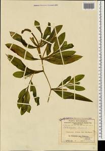 Potamogeton lucens L., Caucasus, Armenia (K5) (Armenia)
