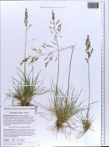 Deschampsia cespitosa subsp. cespitosa, Eastern Europe, Northern region (E1) (Russia)