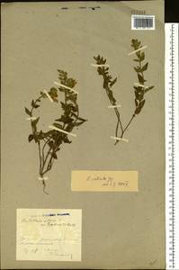 Scutellaria alpina L., Eastern Europe, North Ukrainian region (E11) (Ukraine)