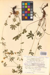 Potentilla thuringiaca Bernh. ex Link, Eastern Europe, Central region (E4) (Russia)