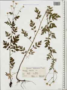 Tanacetum partheniifolium (Willd.) Sch. Bip., Caucasus, Stavropol Krai, Karachay-Cherkessia & Kabardino-Balkaria (K1b) (Russia)