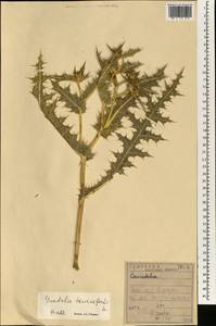 Gundelia tournefortii L., South Asia, South Asia (Asia outside ex-Soviet states and Mongolia) (ASIA) (Iraq)