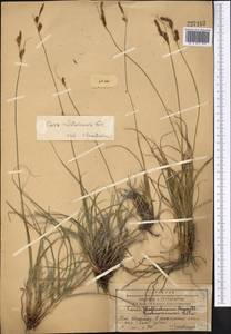Carex litvinovii Kük., Middle Asia, Western Tian Shan & Karatau (M3) (Kazakhstan)