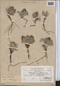 Astragalus psilolobus Puchkova, Middle Asia, Northern & Central Tian Shan (M4) (Kazakhstan)
