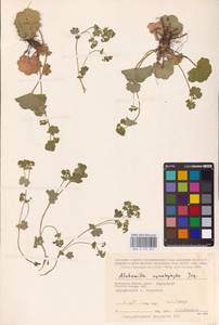 Alchemilla cymatophylla Juz., Eastern Europe, Central region (E4) (Russia)
