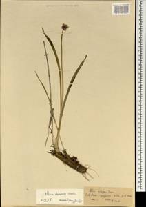 Allium malyschevii N.Friesen, Mongolia (MONG) (Mongolia)