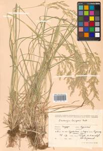 Deschampsia cespitosa subsp. cespitosa, Siberia, Russian Far East (S6) (Russia)