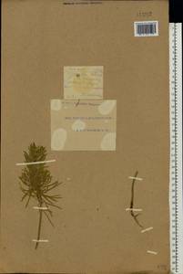 Euphorbia cyparissias L., Eastern Europe, South Ukrainian region (E12) (Ukraine)