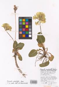 Primula cordifolia Rupr., Caucasus, Dagestan (K2) (Russia)