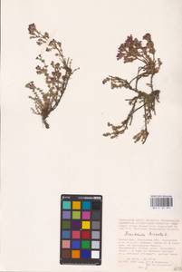 Frankenia hirsuta L., Middle Asia, Caspian Ustyurt & Northern Aralia (M8) (Kazakhstan)