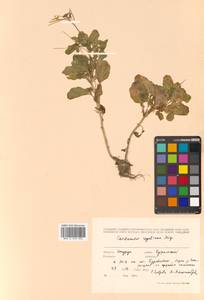 Cardamine scutata Thunb., Siberia, Russian Far East (S6) (Russia)