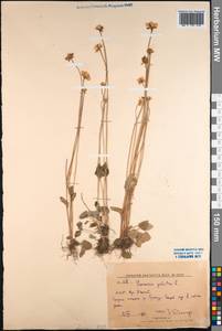 Parnassia palustris L., Mongolia (MONG) (Mongolia)