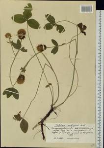 Trifolium ambiguum M.Bieb., Eastern Europe, South Ukrainian region (E12) (Ukraine)