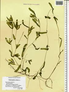 Potamogeton crispus L., Eastern Europe, Moscow region (E4a) (Russia)