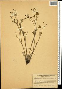 Bupleurum exaltatum M.Bieb., Caucasus, Armenia (K5) (Armenia)