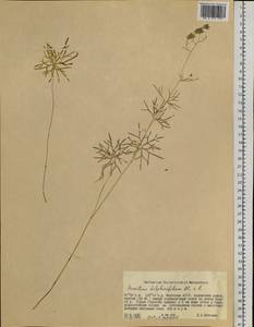 Aconitum delphinifolium DC., Siberia, Yakutia (S5) (Russia)