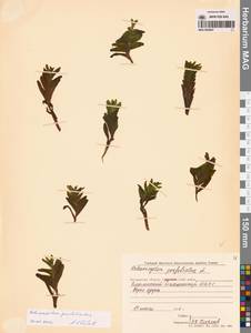 Potamogeton perfoliatus L., Siberia, Chukotka & Kamchatka (S7) (Russia)