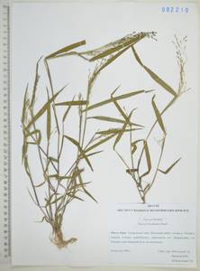 Panicum bisulcatum Thunb., Siberia, Russian Far East (S6) (Russia)