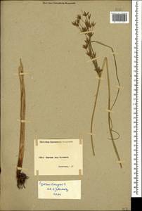 Cyperus longus L., Caucasus, Armenia (K5) (Armenia)