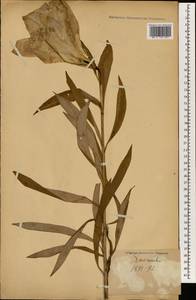 Lilium, South Asia, South Asia (Asia outside ex-Soviet states and Mongolia) (ASIA) (Japan)