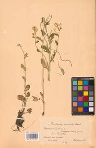 Barbarea vulgaris W.T.Aiton, Eastern Europe, Central forest-and-steppe region (E6) (Russia)