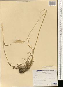 Hordeum bulbosum L., South Asia, South Asia (Asia outside ex-Soviet states and Mongolia) (ASIA) (Iran)