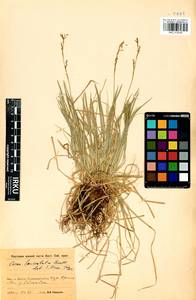 Carex lanceolata Boott, Siberia, Baikal & Transbaikal region (S4) (Russia)