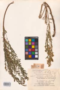 Genista tinctoria L., Eastern Europe, Eastern region (E10) (Russia)