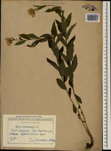 Kemulariella caucasica (Willd.) Tamamsch., Caucasus, Georgia (K4) (Georgia)