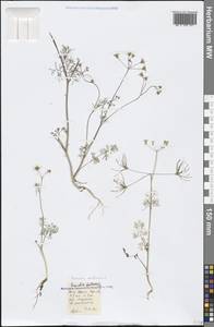 Scandix australis L., Crimea (KRYM) (Russia)