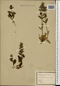 Ajuga genevensis L., Caucasus, Georgia (K4) (Georgia)
