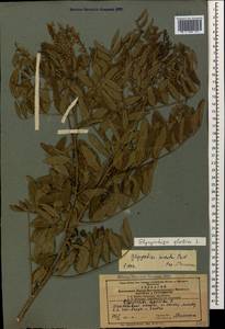Glycyrrhiza glabra L., Caucasus, Azerbaijan (K6) (Azerbaijan)