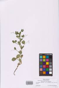 Lathyrus oleraceus Lam., Eastern Europe, North-Western region (E2) (Russia)