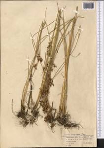 Juncus compressus Jacq., Middle Asia, Northern & Central Kazakhstan (M10) (Kazakhstan)