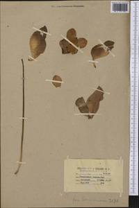 Sarracenia purpurea L., America (AMER) (United States)