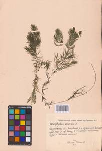 Ceratophyllum demersum L., Eastern Europe, North Ukrainian region (E11) (Ukraine)