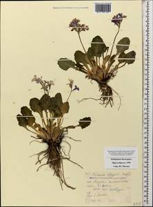 Primula amoena subsp. meyeri (Rupr.) Valentine & Lamond, Caucasus, Stavropol Krai, Karachay-Cherkessia & Kabardino-Balkaria (K1b) (Russia)