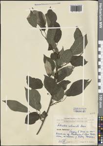 Actinidia kolomikta (Maxim. & Rupr.) Maxim., South Asia, South Asia (Asia outside ex-Soviet states and Mongolia) (ASIA) (China)