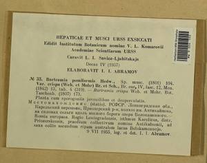 Bartramia pomiformis Hedw., Bryophytes, Bryophytes - Karelia, Leningrad & Murmansk Oblasts (B4) (Russia)