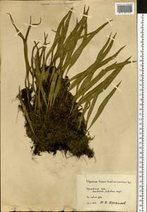 Lepisorus ussuriensis (Regel & Mack.) Ching, Siberia, Russian Far East (S6) (Russia)