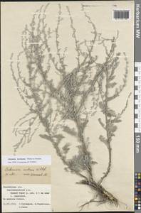 Artemisia nutans Willd., Eastern Europe, Central forest-and-steppe region (E6) (Russia)