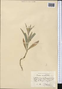 Picnomon acarna (L.) Cass., Middle Asia, Western Tian Shan & Karatau (M3) (Uzbekistan)