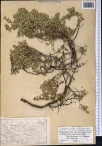 Thymus seravschanicus Klokov, Middle Asia, Western Tian Shan & Karatau (M3) (Uzbekistan)
