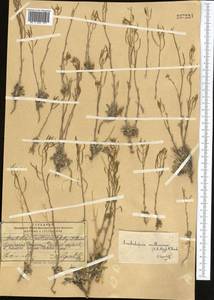 Crucihimalaya mollissima (C. A. Mey.) Al-Shehbaz, O'Kane & R. A. Price, Middle Asia, Pamir & Pamiro-Alai (M2) (Tajikistan)