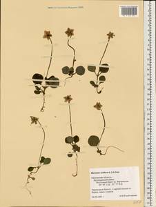 Moneses uniflora (L.) A. Gray, Eastern Europe, Western region (E3) (Russia)